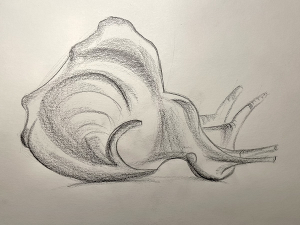 charcoal drawing of a shell