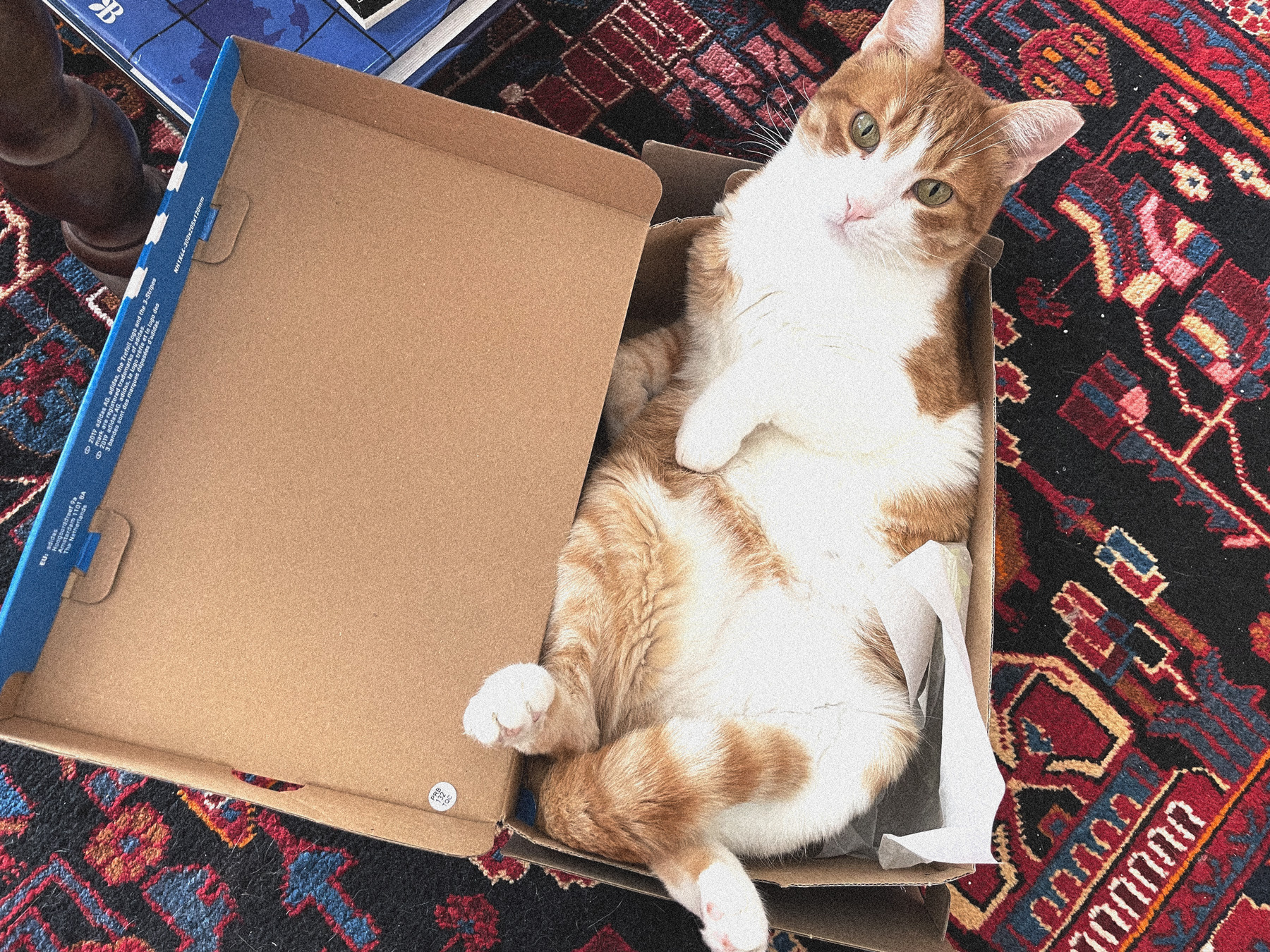 Lola is testing out if the shoe box is a comfortable bed